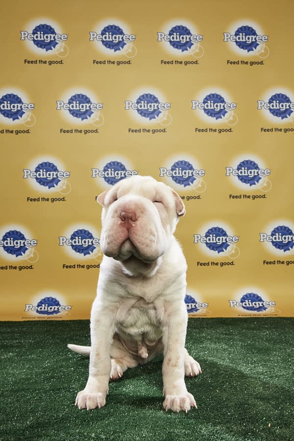 Puppy Bowl XIV: Join Bleeding Cool's Animal Planet Live-Blog Tonight!