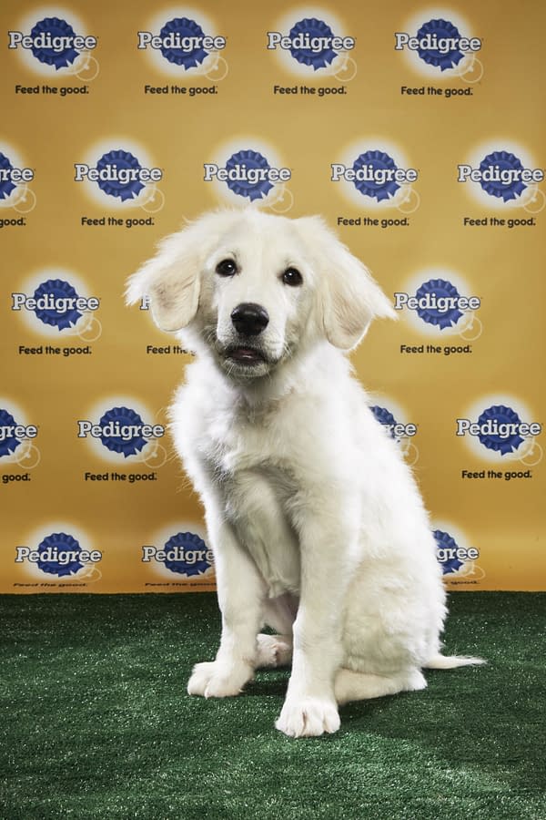 Puppy Bowl XIV: Join Bleeding Cool's Animal Planet Live-Blog Tonight!