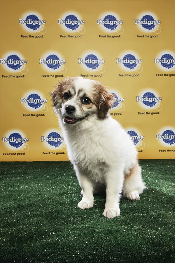 Puppy Bowl XIV: Join Bleeding Cool's Animal Planet Live-Blog Tonight!