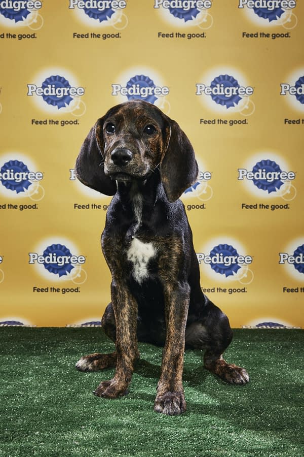 Puppy Bowl XIV: Join Bleeding Cool's Animal Planet Live-Blog Tonight!