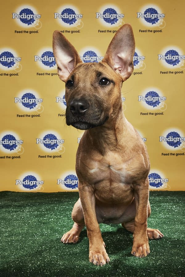 Puppy Bowl XIV: Join Bleeding Cool's Animal Planet Live-Blog Tonight!