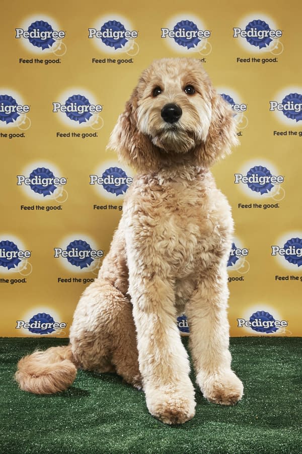 Puppy Bowl XIV: Join Bleeding Cool's Animal Planet Live-Blog Tonight!