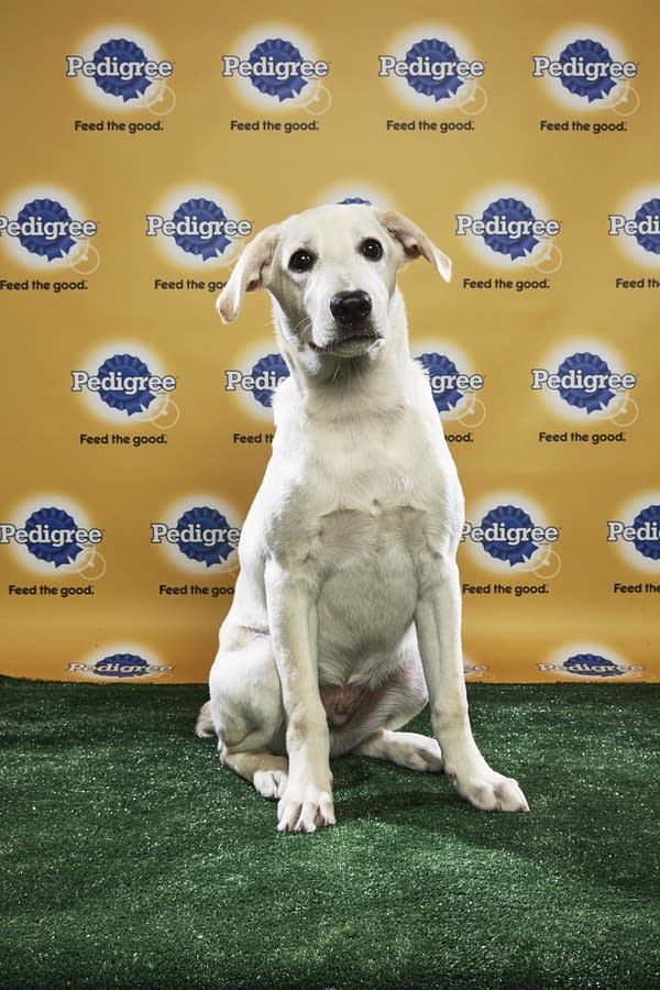 Puppy Bowl XIV: Join Bleeding Cool's Animal Planet Live-Blog Tonight!