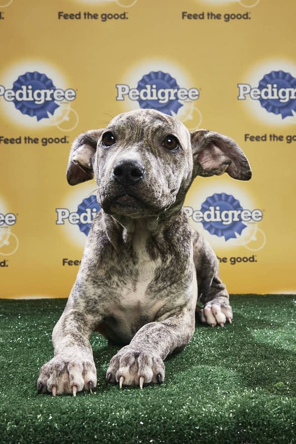 Puppy Bowl XIV: Join Bleeding Cool's Animal Planet Live-Blog Tonight!