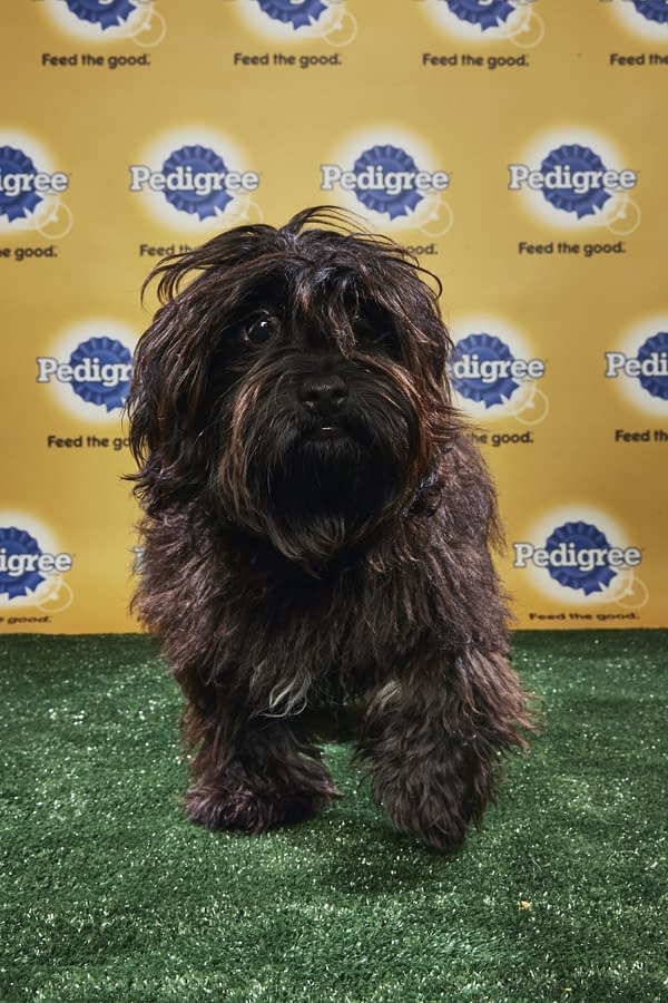 Puppy Bowl XIV: Join Bleeding Cool's Animal Planet Live-Blog Tonight!