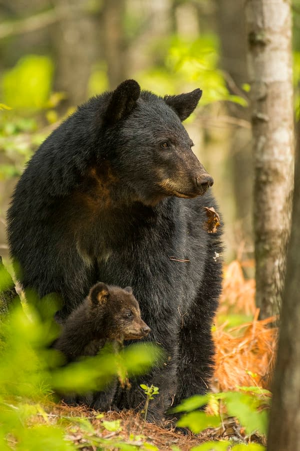 The Americas: NBC's Tom Hanks-Narrated Nature Series Debuts Tonight