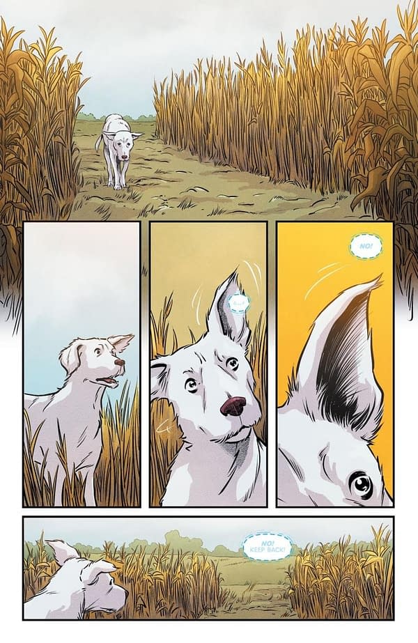 A comic panel depicting Krypto, the white dog from Krypton, standing in a field bordered by tall yellow corn stalks. Krypto displays a range of emotions, including curiosity and concern, as he hears a voice warning him to keep back.