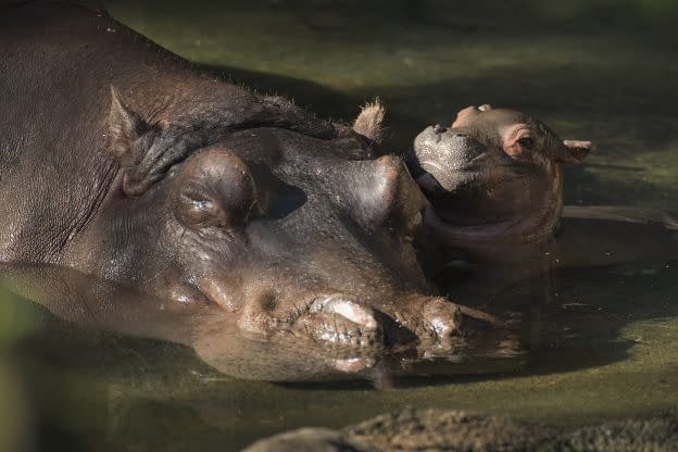 baby hippo disney world