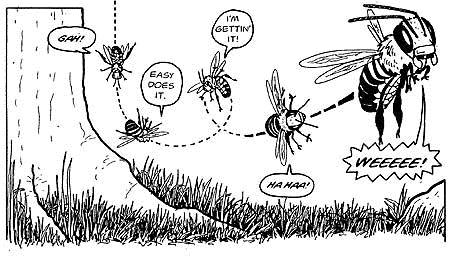  Jay Hosler Goes Back to the Bee With The Way of the Hive