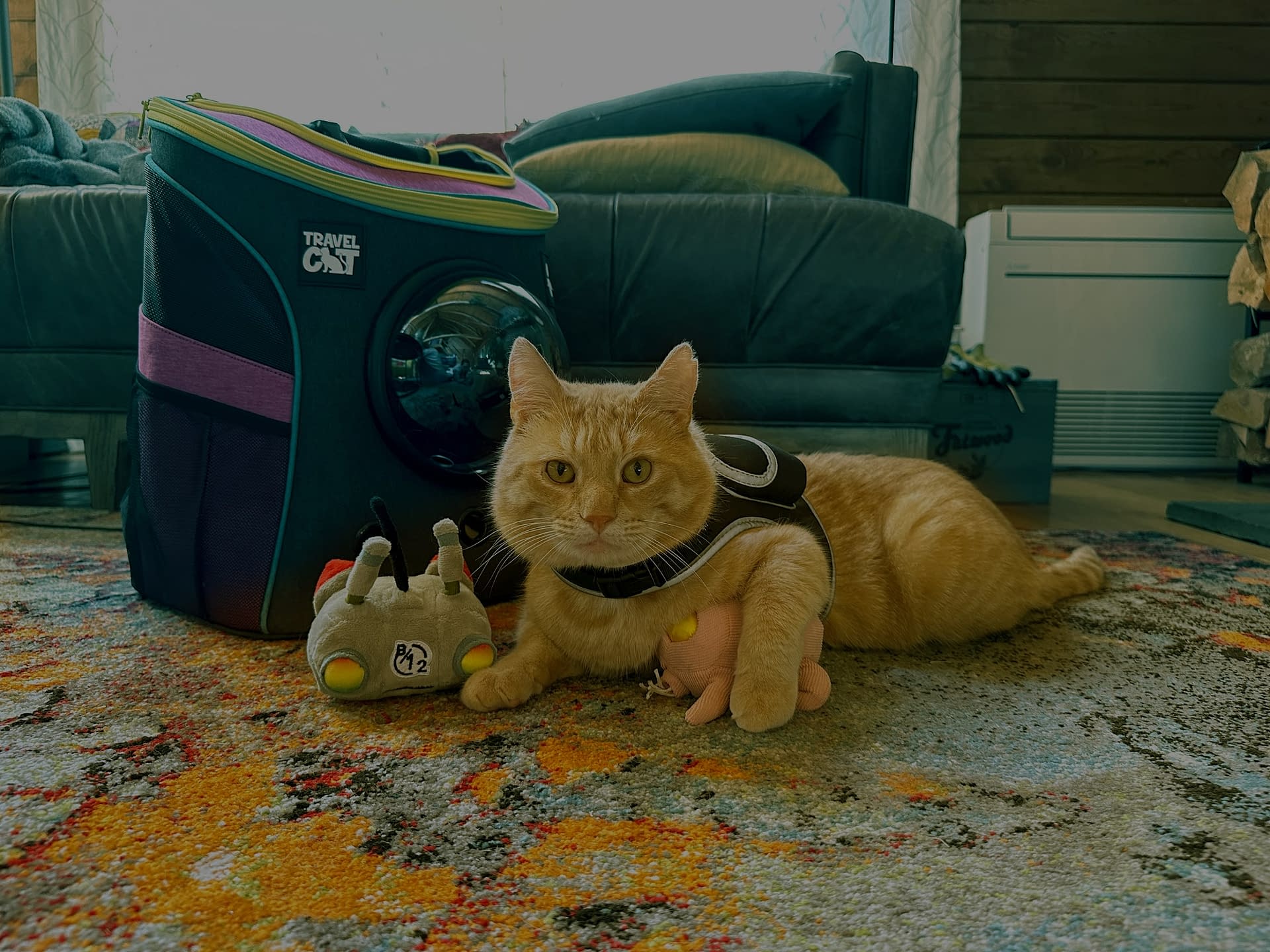 Stray x Travel Cat Harness & Leash Set - Limited Edition