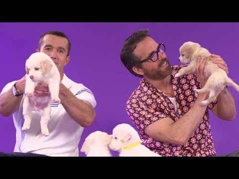 Ryan Reynolds: Did Dogpool save the day? Not a chance in gremlin hell. But  she IS currently causing the Disney plushy merch department nightmares.  Coming with the movie, Summer 2024 : r/MarvelStudiosSpoilers