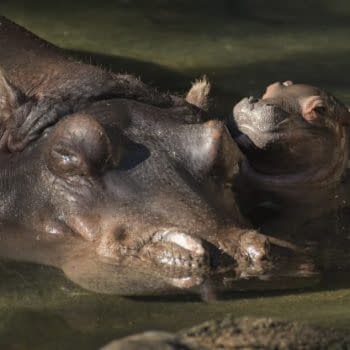 baby hippo disney world