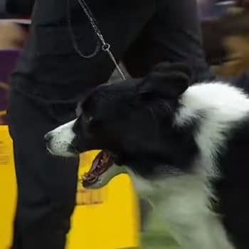 [2018 Westminster Dog Show] Random Thoughts on Day #1
