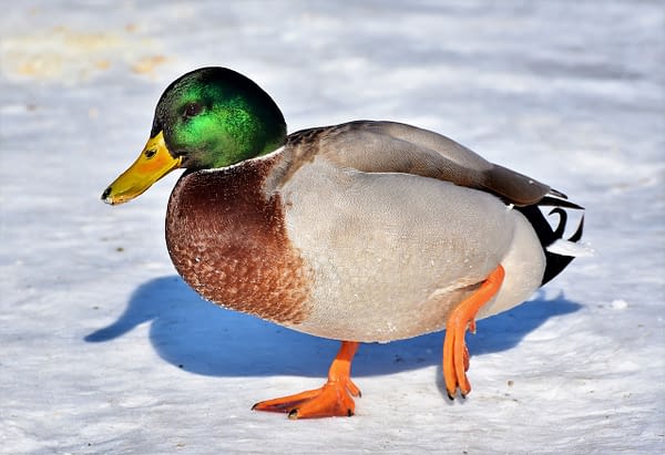 How Dangerous Are Ducks Anyway?