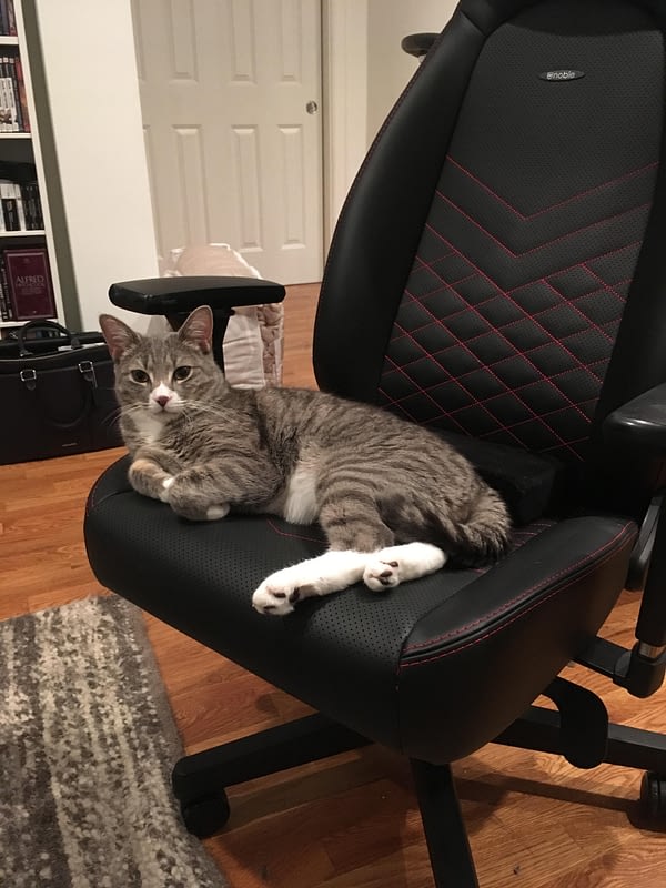 Noblechairs' ICON Series Is 100 CatApproved